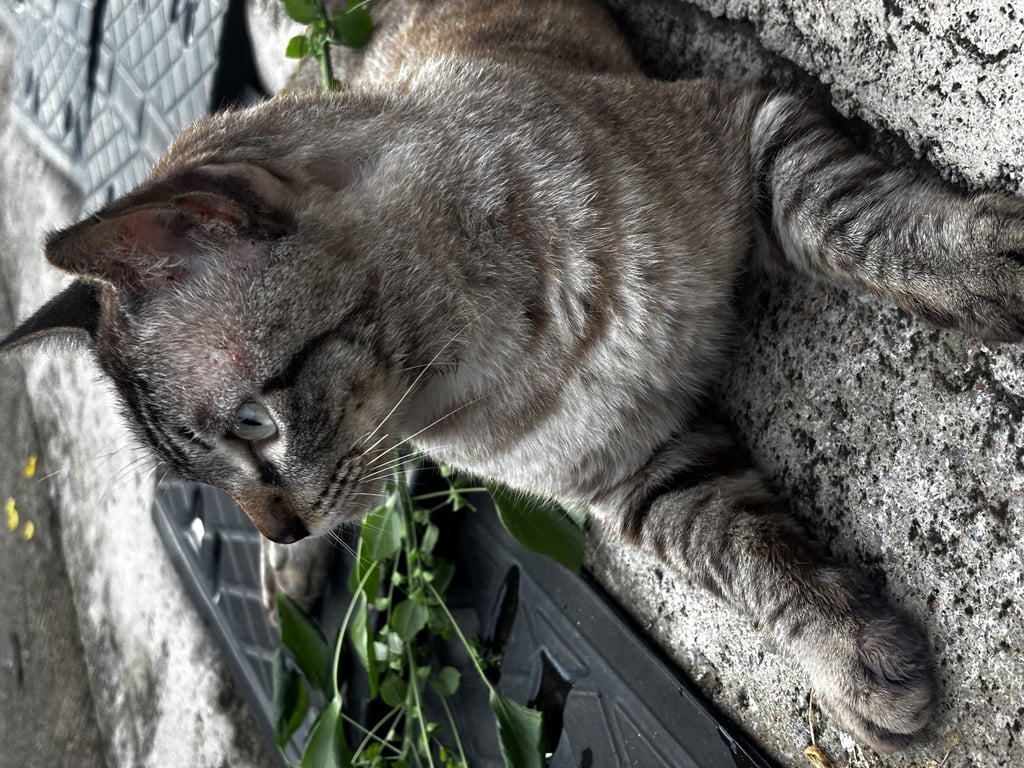 ตามหาเจ้าของแมว ยังไม่ทำหมั่น