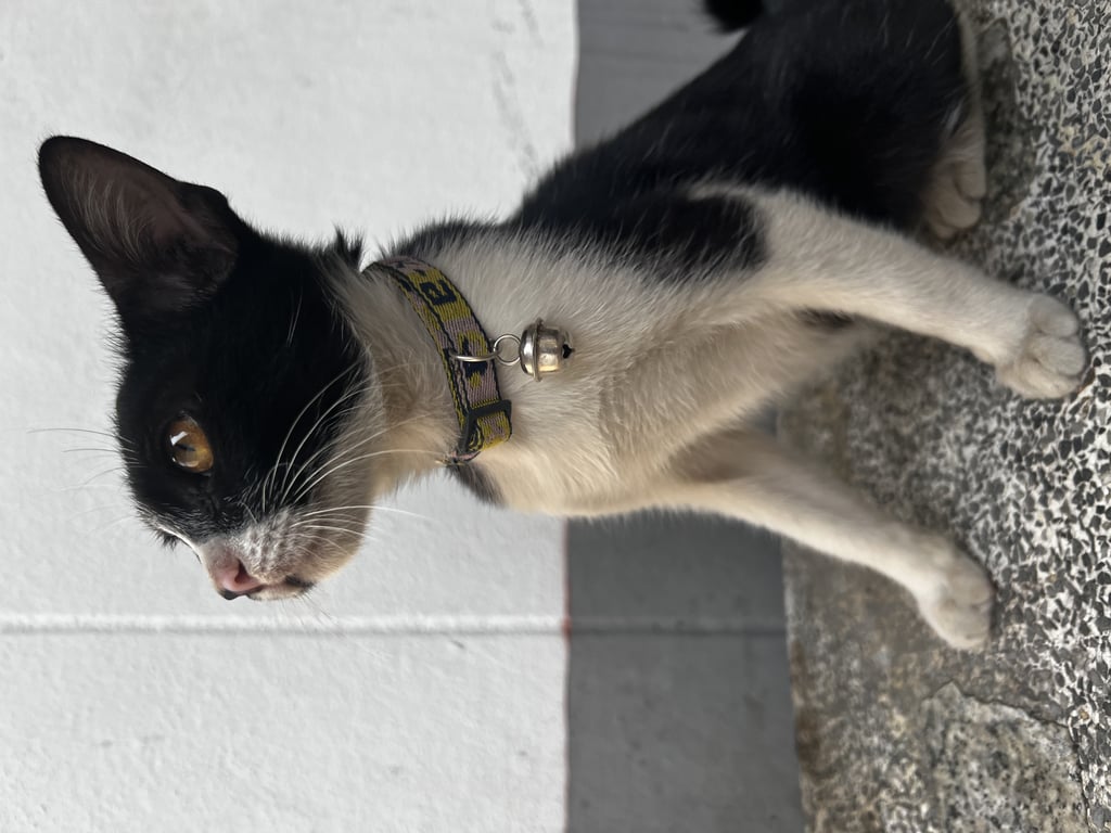 ตามหาเจ้าของแมว เขื่องคน สีขาวดำ