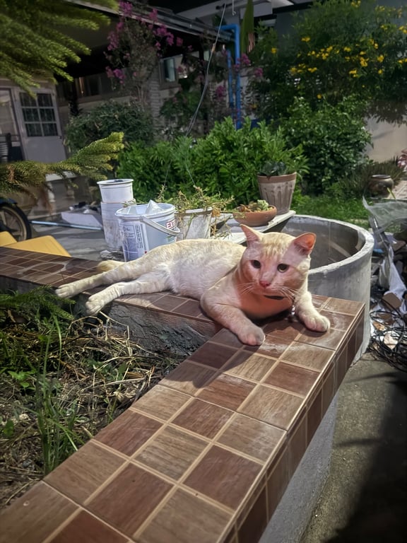 ครีม