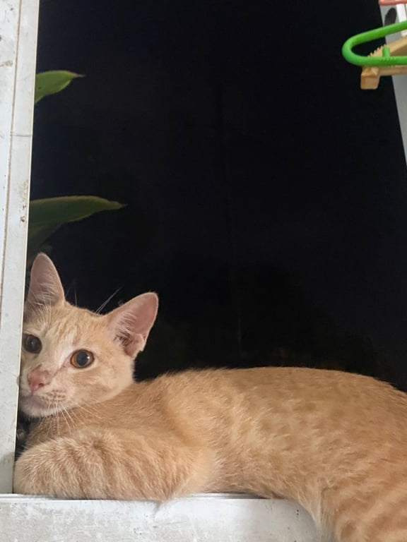 ละมุด