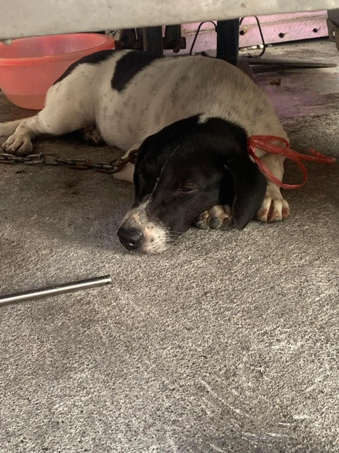 ตามหาเจ้าของหมา หน้าดำ แต่มีขีด สีขาว เล็ก ตรงกลาง