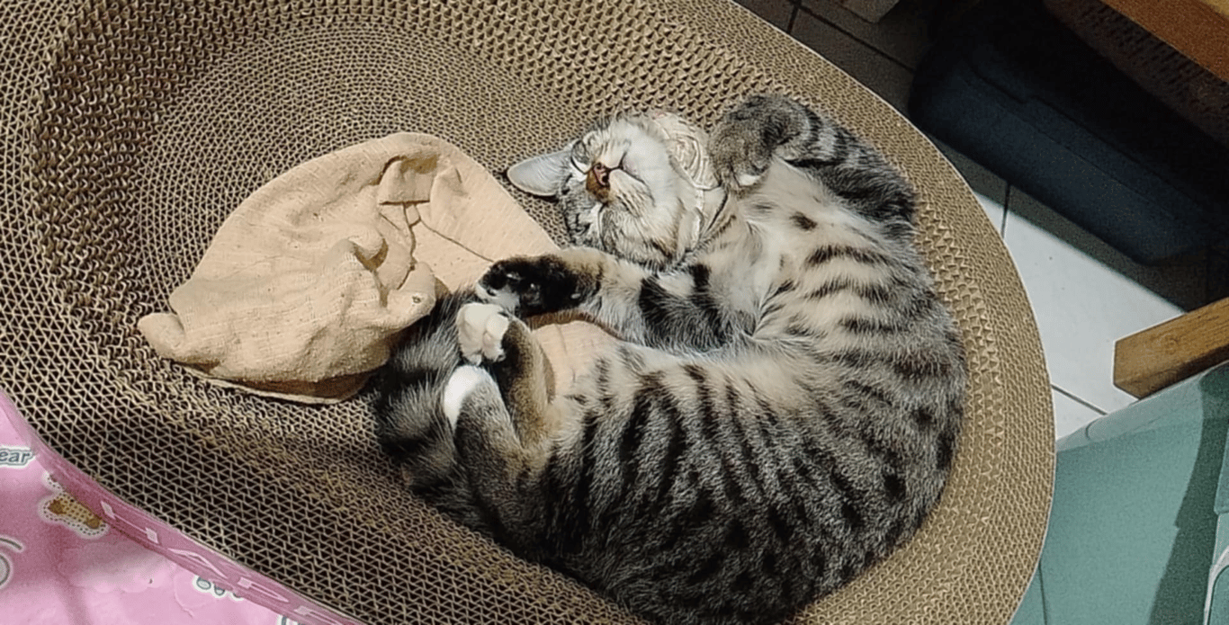 ตามหาเจ้าของแมว น้องจะมีปลอกคอรูปแมวสีชมพู อายุประมาน5เดือน นิสัยไม่ค่อยกลัวคน