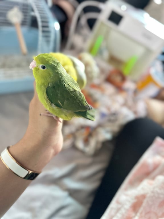 ถั่วเขียว