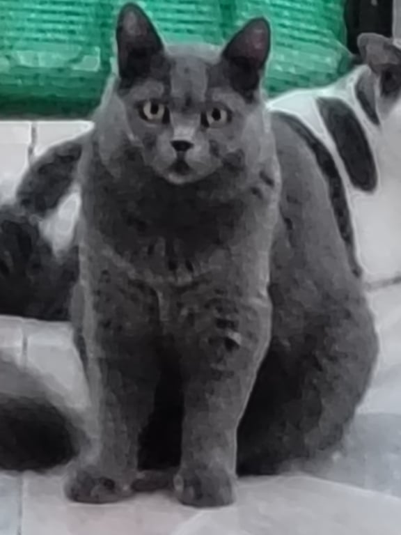 ดำดง