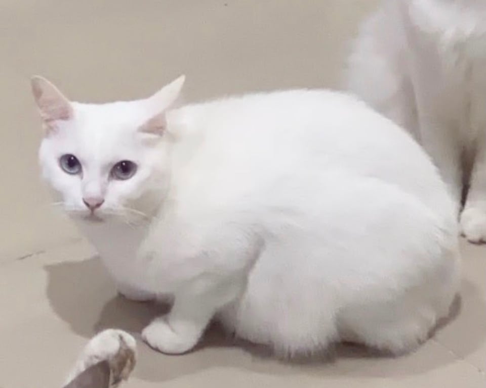 ลูน่า