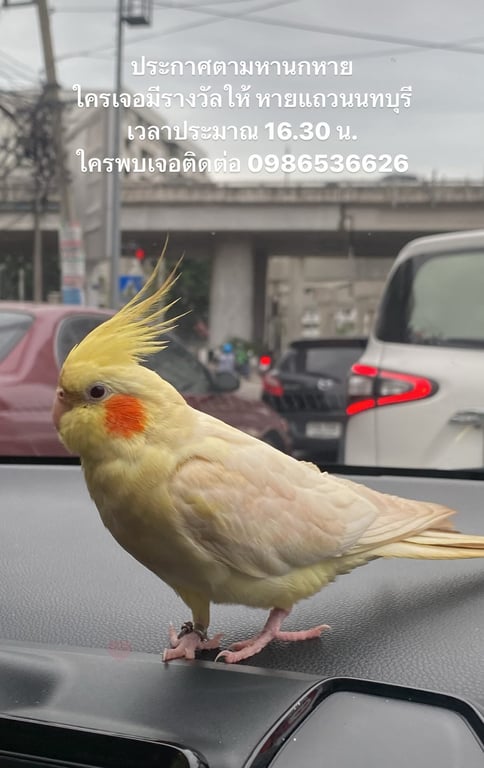 เชลล์โล่