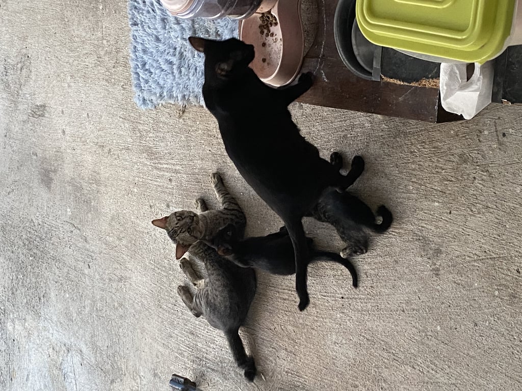 ตามหาเจ้าของแมว แมวจรสีดำ กับสีเปรอะ