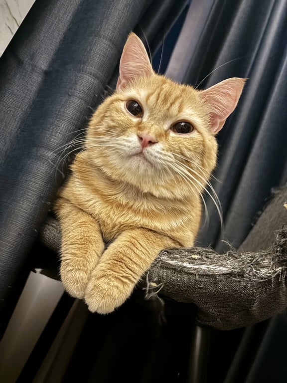 พีนัท