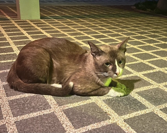 ตามหาเจ้าของแมว สีน้ำตาล มีแสกสีขาวถึงปาก ปลายหางเป็นจุดขาว หน้าอกสีขาว ปลายเท้าหน้าสีขาวเป็นถุงเท้า