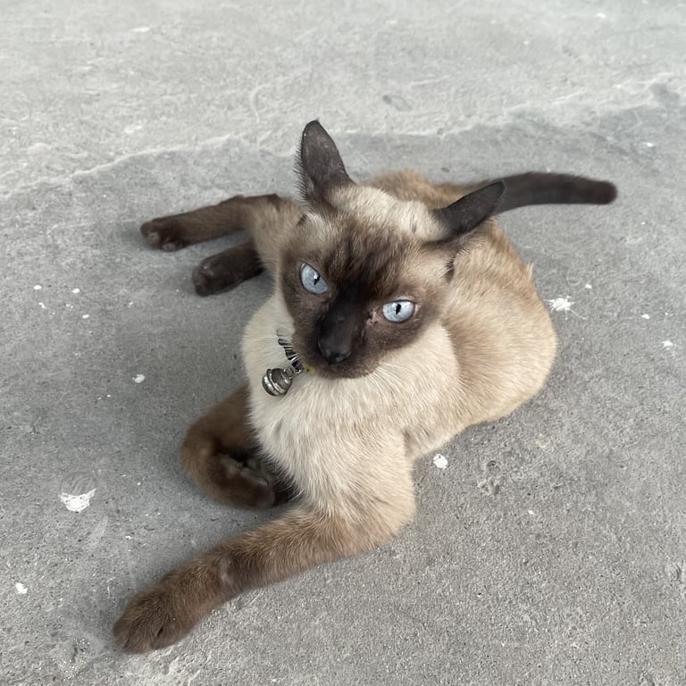 ตามหาเจ้าของแมว 