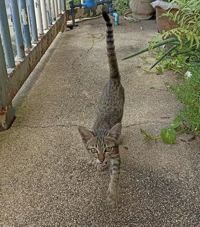 ตามหาเจ้าของแมว มีลายค้างคาว