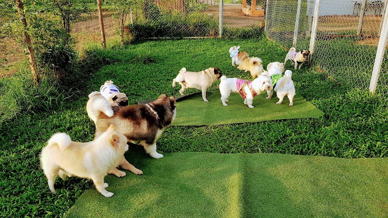 Farmhug cafe โรงแรมสุนัข จ.ขอนแก่น