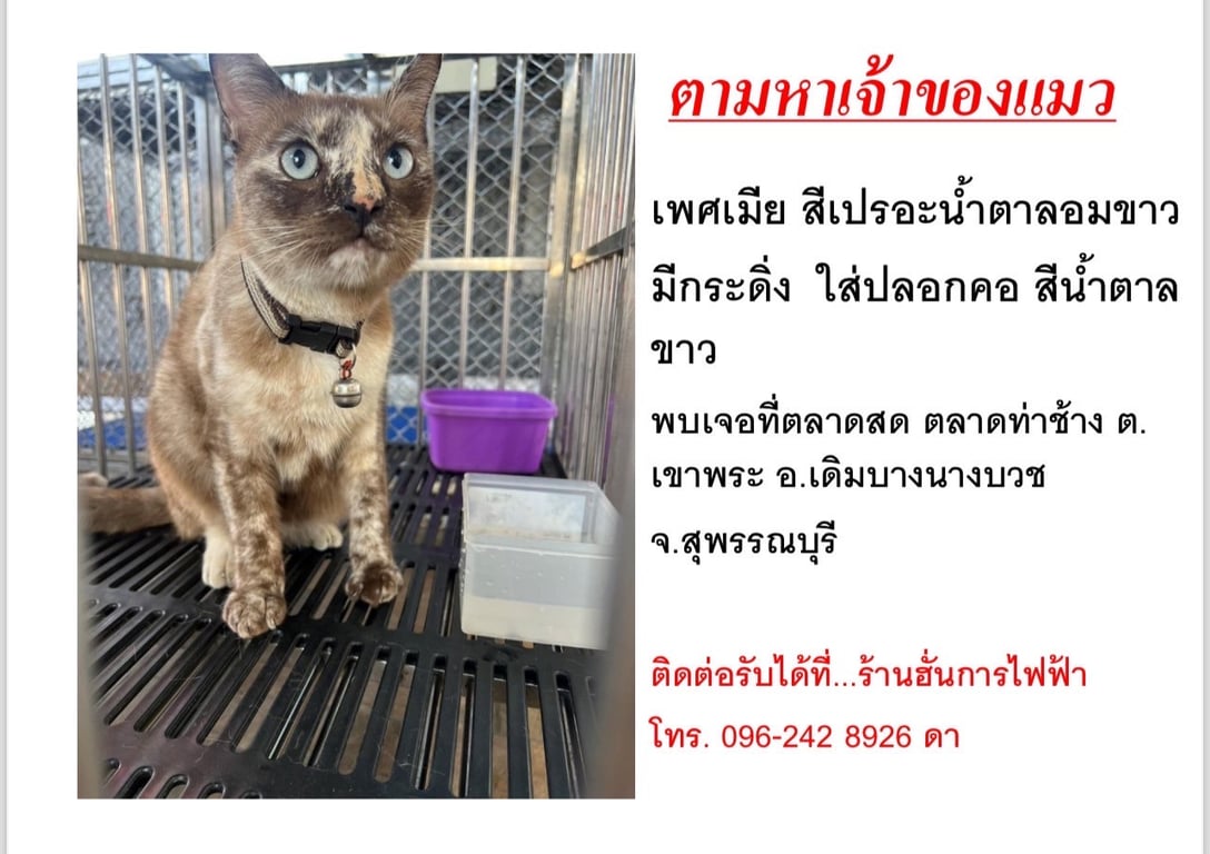 ตามหาเจ้าของแมว 