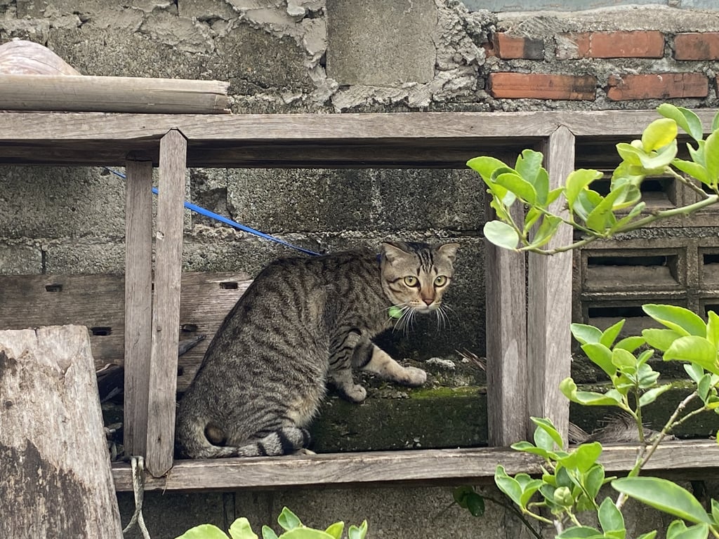 ตามหาเจ้าของแมว น้องหลุดมาพร้อมกับสายจูงสีน้ำเงิน ไม่เห็นสีปลอกคอค่ะ เพราะน้องไม่ให้เข้าใกล้เลย กลัวคน แต่เห็นมีกระดิ่งสีเขียวติดอยู่ที่ปลอกคอด้วยค่ะ