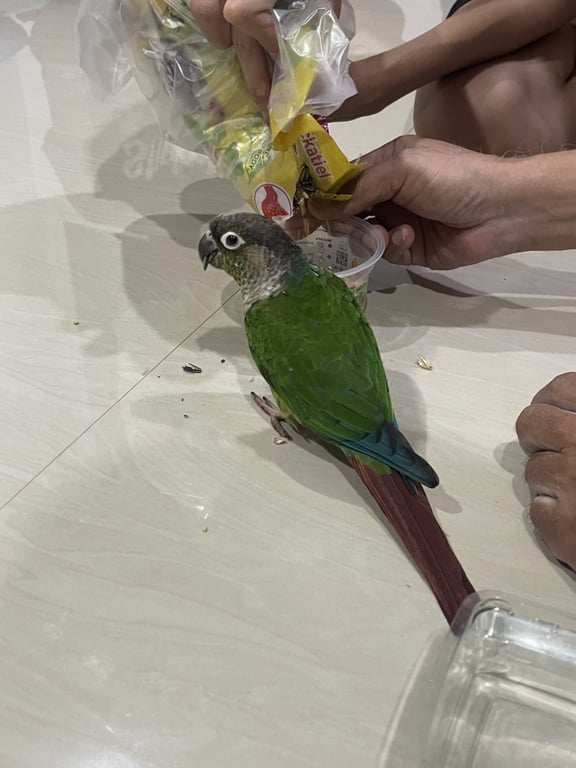 ตามหาเจ้าของนก 