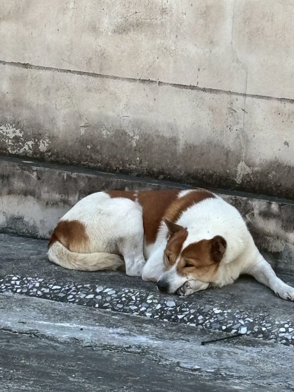 ตามหาเจ้าของหมา ขนนุ่ม สะอาด หูซ้ายพับ ค่อนข้างดุ