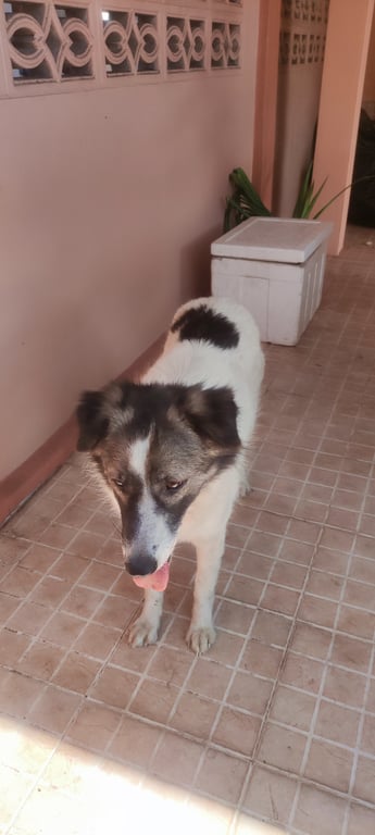 ตามหาเจ้าของหมา สุนัข ผสมบางแก้ว สีขาวดำ