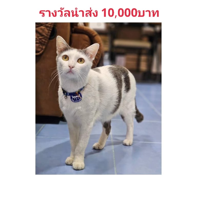 ปูน