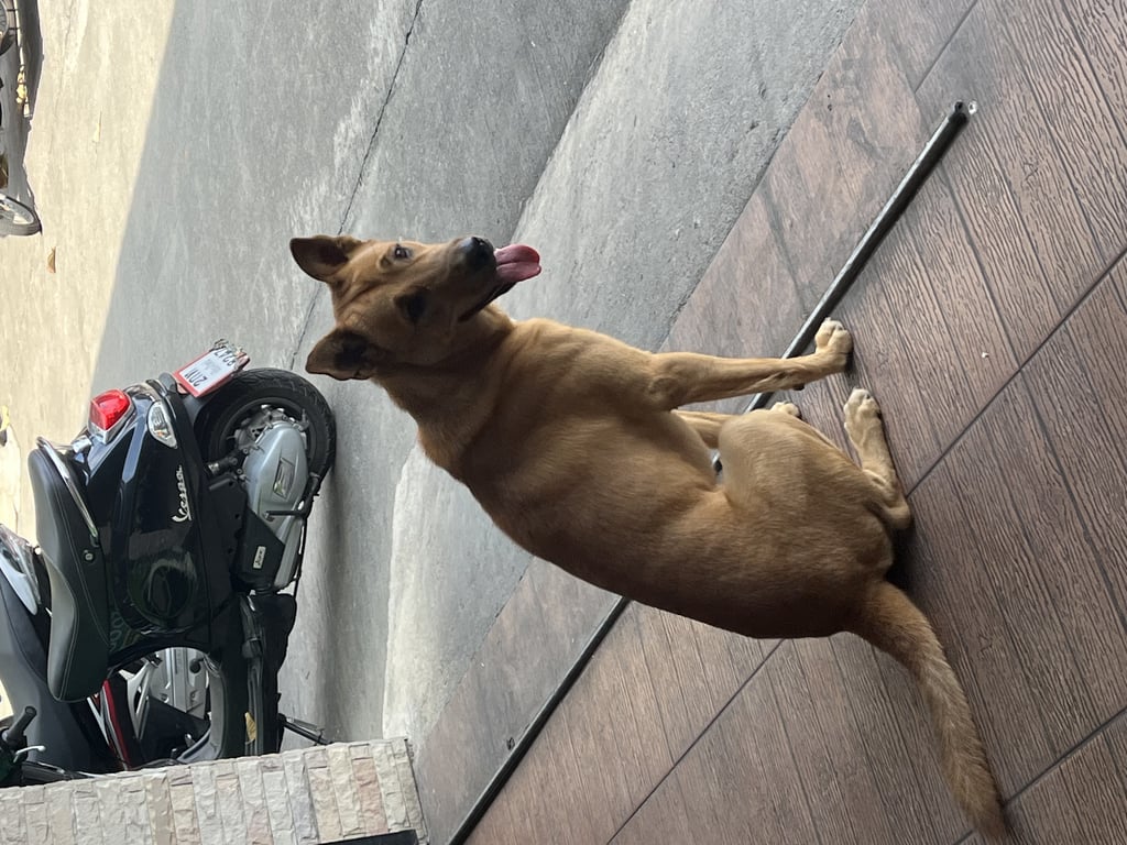 ตามหาเจ้าของหมา 89 พลาซ่า ตรงหนองหอย ร้านส้มตำอุดร