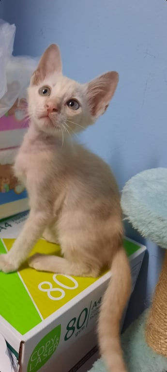 ตามหาเจ้าของแมว หาผู้อุปการะน้องแมวอายุ2เดือน น้องแมวติดรถตะลงข้างทางเราช่วยไว้คะที่บ้านเยอะมากแล้วรับเพิ่มไม่ไหวคะขอคนรับได้ไม่เป็นภาระ ทำหมันเมื่อถึงเวลาทำวัคซีนเจ็บป่วยรักษาได้ เราอยู่อ่อนนุช35ไม่ไกลมากส่งได้คะโทร0873635195ผึ้งคะ