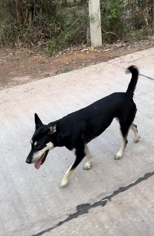 ดำ