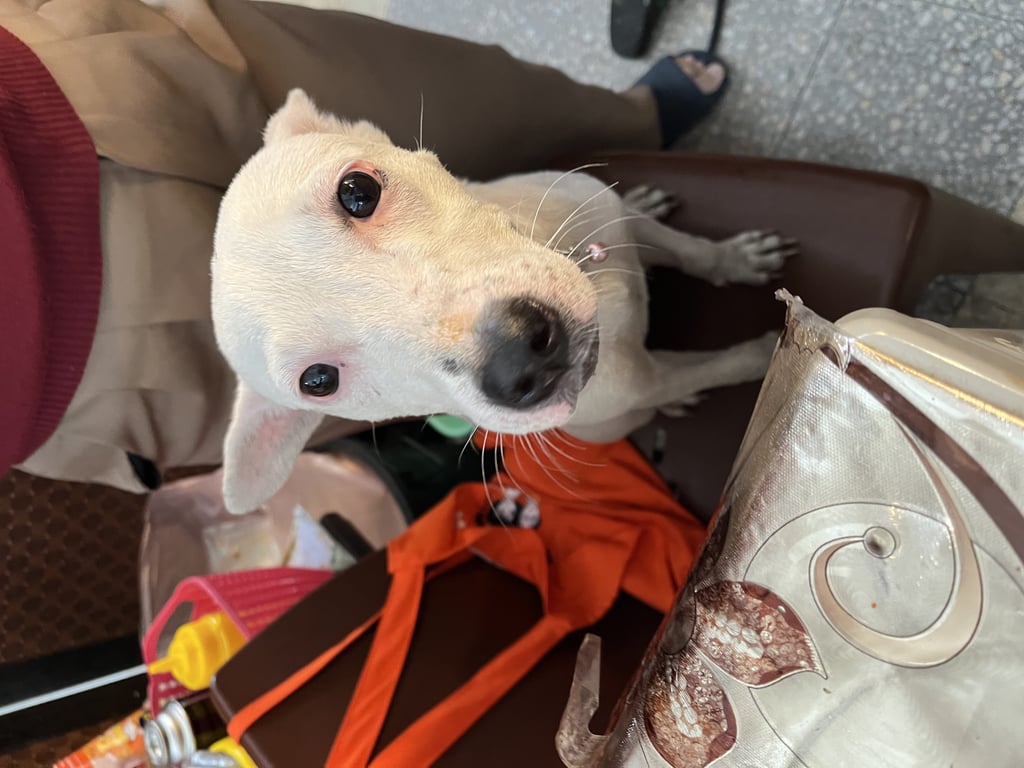 ตามหาเจ้าของหมา หมาเด็กอายุไม่แน่ชัดเนื่องจากเจอหมา เรียบร้อย