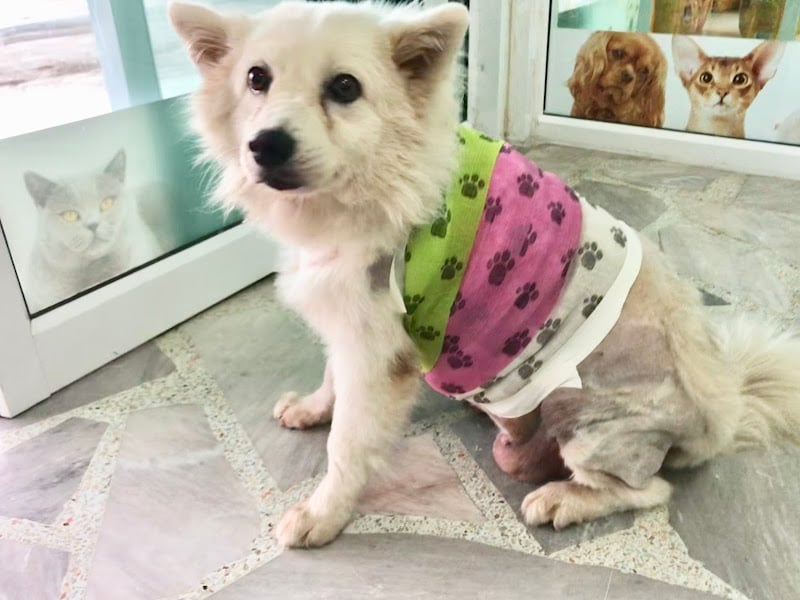 สถานพยาบาลสัตว์มิตรภาพ #Mittraphap Veterinary Clinic