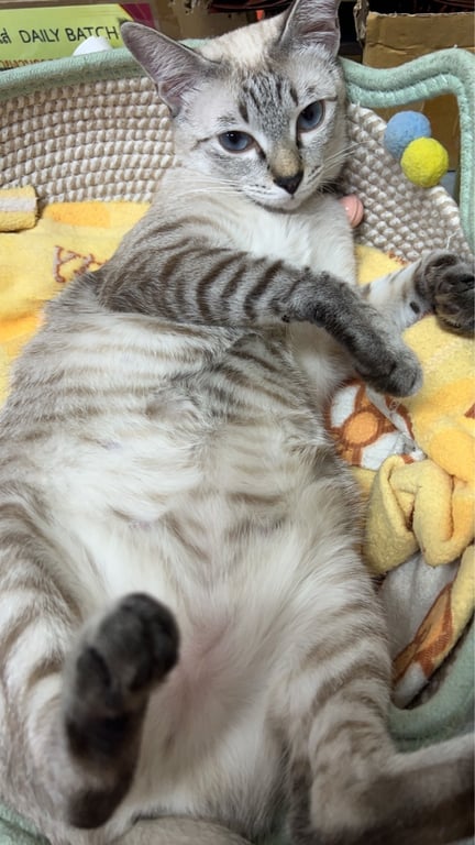 ไข่ตุ๋น