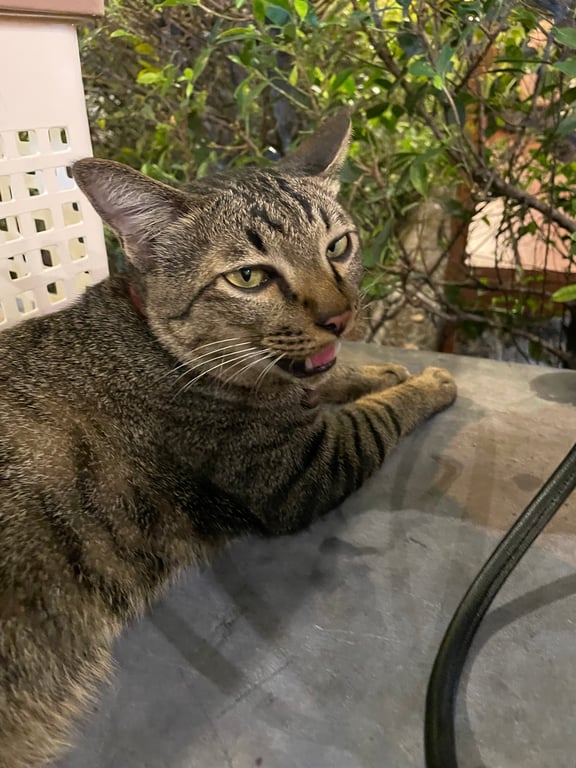 ตามหาเจ้าของแมว พบที่ร้านบิงซูโทสต์68 เจ้าจองร้านแจ้งว่ามาอยู่ที่ร้าน 2 อาทิตย์แล้ว ตัวอุดมสมบูรณ์ กลัวรถ ไม่กลัวคน