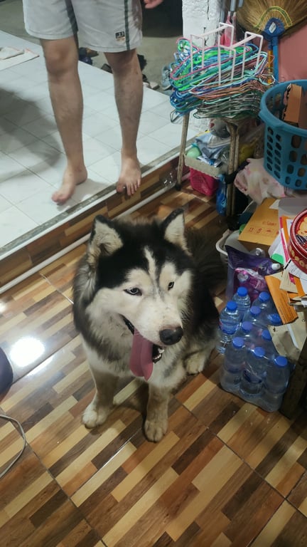 ตามหาเจ้าของหมา 