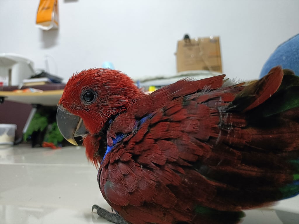 Lady (เลดี้)