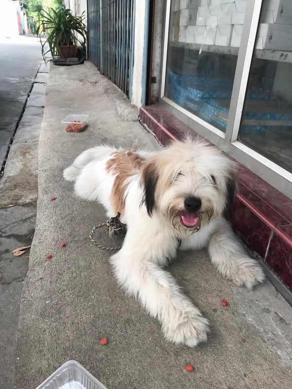 ตามหาเจ้าของหมา 