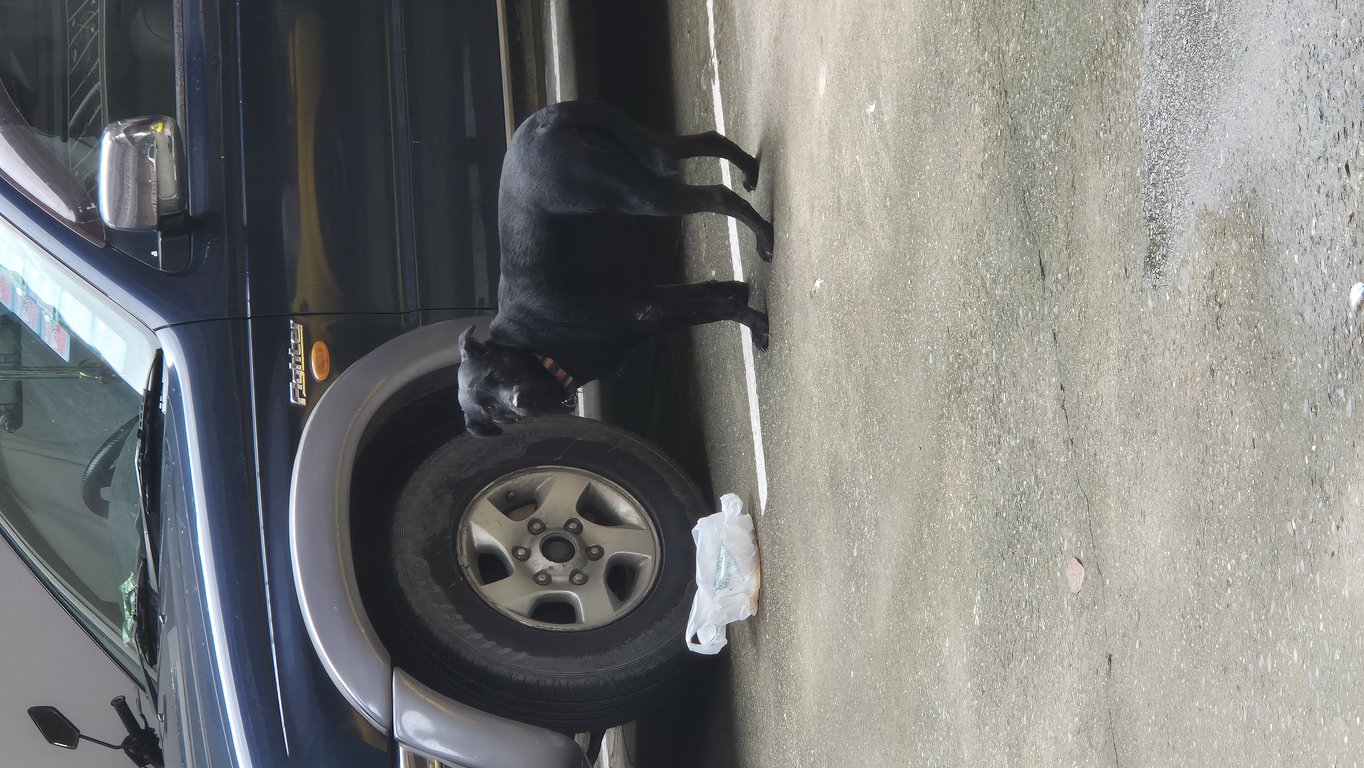 ตามหาเจ้าของหมา พบที่ริมธารา ป่าตัน น้องกลัวคน