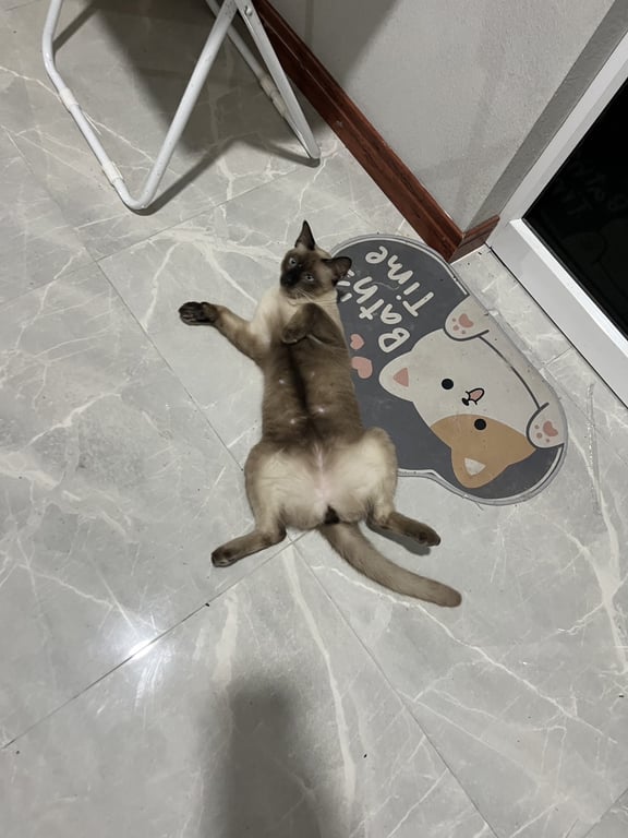 ชานม