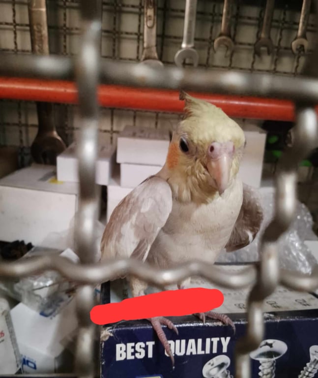 ตามหาเจ้าของนก พบเจอนกค่ะ บริเวณบริษัท.แพนฟู๊ดค่ะ
#นกหาย
#เจอนกสมุทรสาคร