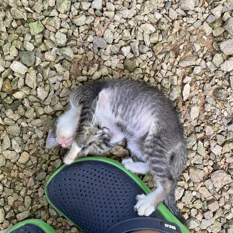 ตามหาเจ้าของแมว ขี้อ้อนมาก อายุน่าจะราวๆเดือนนึงค่ะ พูดเก่ง