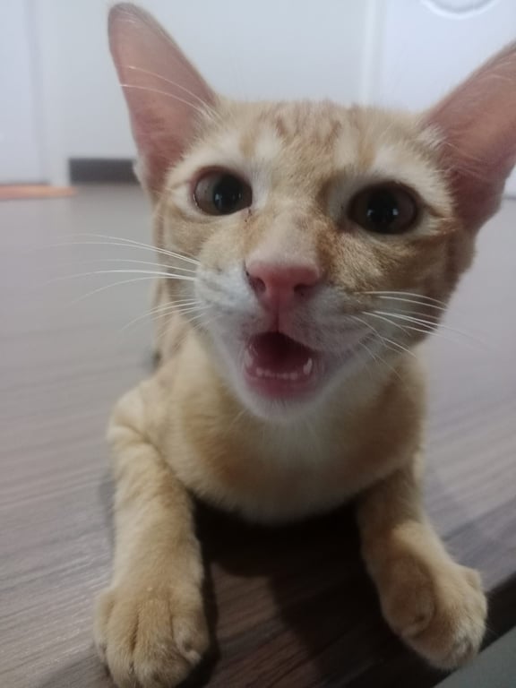 สีส้ม