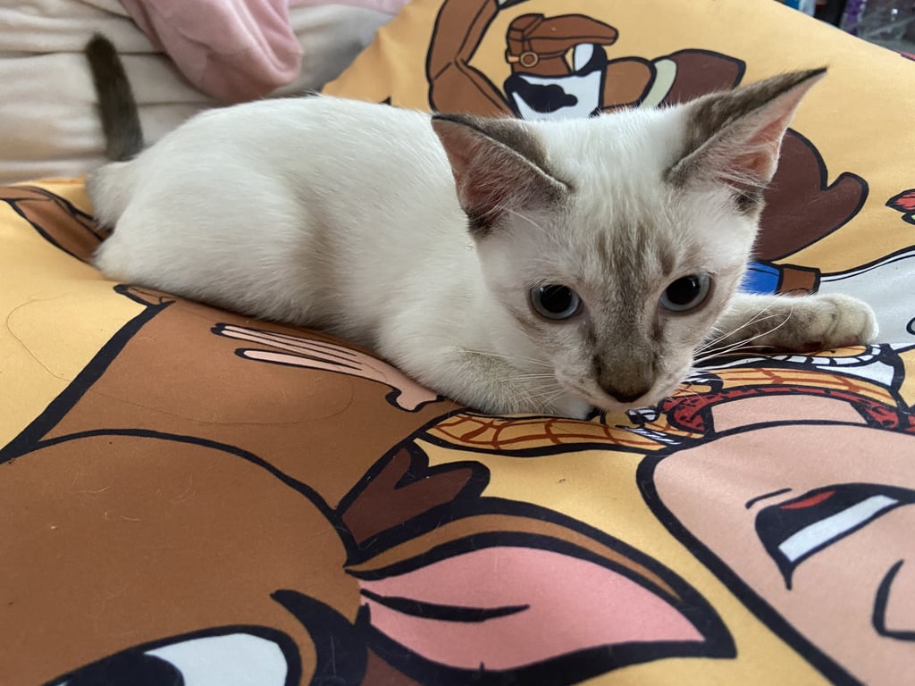แฟลี่