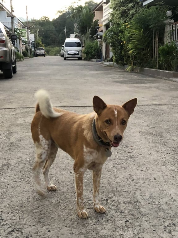 ลิซ่า