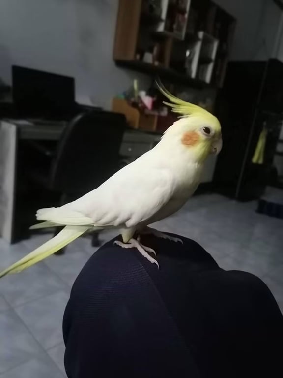 ชานม