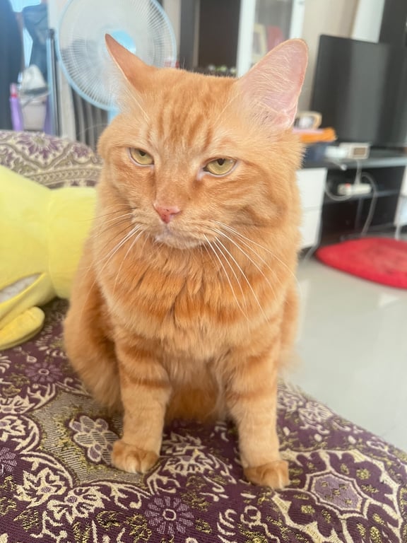 ถุงตัง