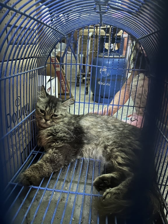 ตามหาเจ้าของแมว น้องเชื่อง ขี้อ้อน