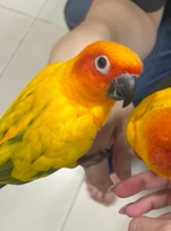 ยูโร