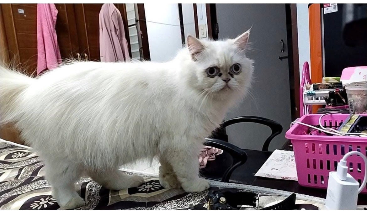 คีโอ