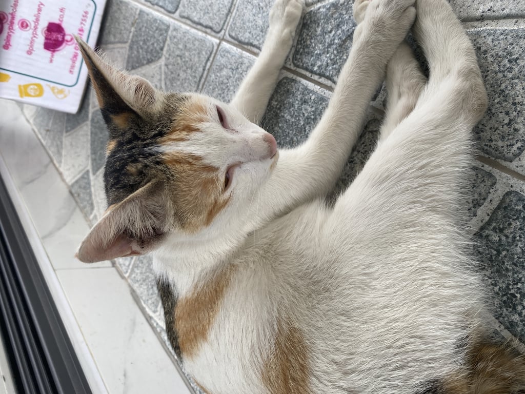 ตามหาเจ้าของแมว 