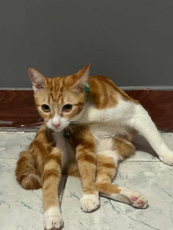 แพนง