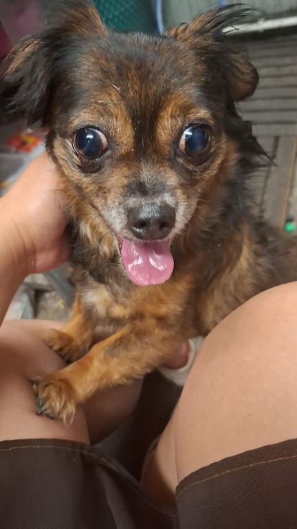 ตามหาเจ้าของหมา 