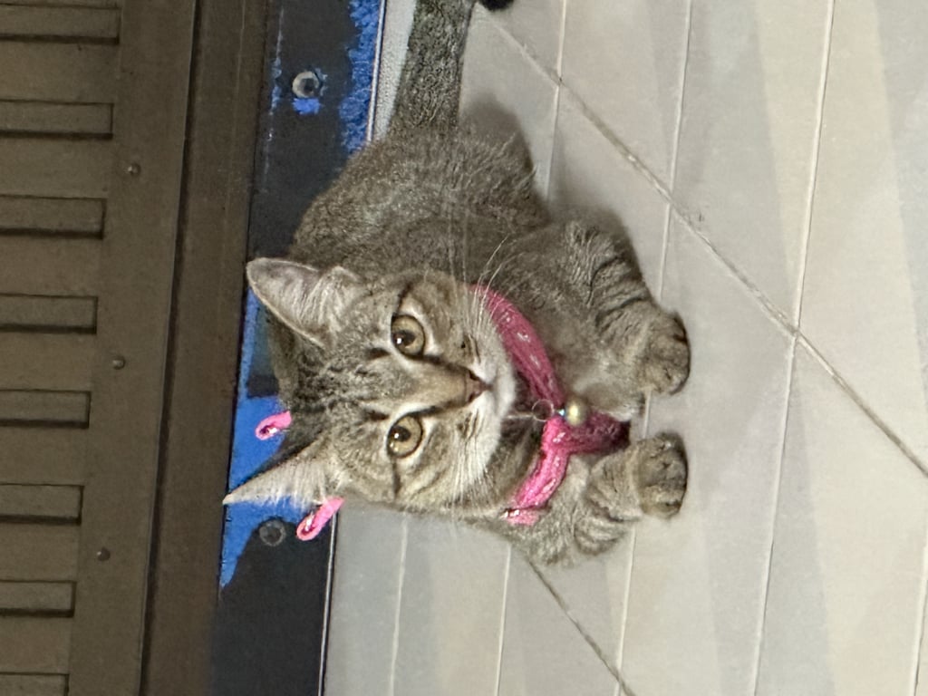 ตามหาเจ้าของแมว แมวไทยเพศเมีย อายุประมาณ7เดือน ตาสีเหลือง ร้องเสียงห้าวๆ