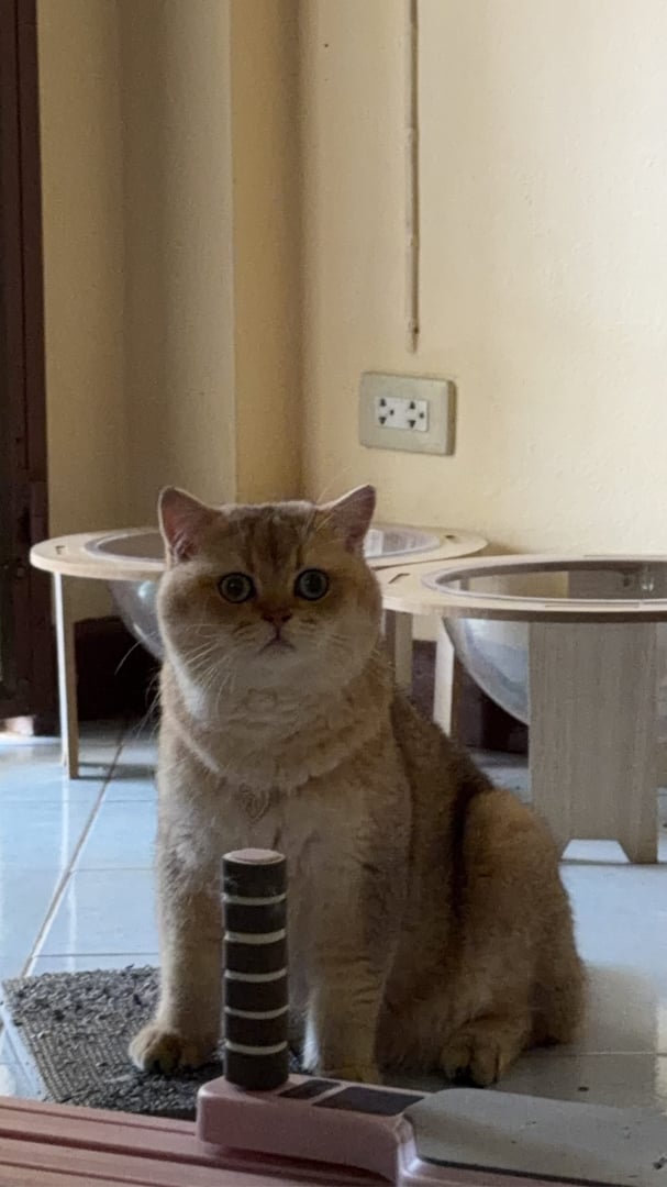 แมวหายครับ สีส้ม พันธุ์บริติส ชอร์ตแฮร์ ใครเจอรบกวนจับน้องไว้แล้วแจ้งก...