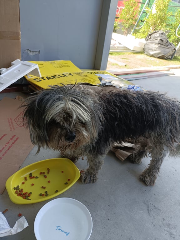 ตามหาเจ้าของหมา นิสัยน่ารัก เชื่องมาก